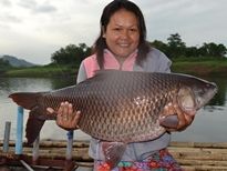 Rohu (Indian Carp)