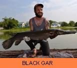 Thai Fish Species - Black Gar