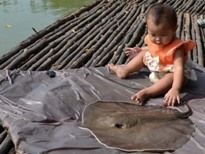 Thai Fish Species - White-Edge Stingray
