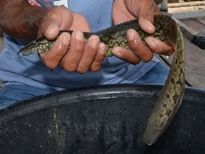 Thai Fish Species - Zig-Zag Eel
