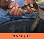 Thai Fish Species - Zig-Zag Eel