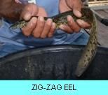 Khao Laem Dam Gallery - Zig-Zag Eel