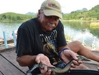 Thai Fish Species - Zig-Zag Eel