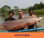 Thai Fish Species - Arapaima