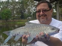 Thai Fish Species - Blue Mahseer