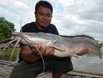 African Walking Catfish