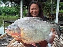 15kg Pacu