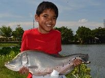 Thai Fish Species - Clown Featherback