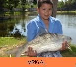 Thai Fish Species - Mrigal