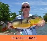Thai Fish Species - Peacock Bass