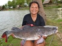 Thai Fish Species - Thai Redtailed Catfish