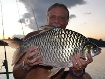 Thai Fish Species - Java Barb