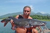 Thai Redtailed Catfish