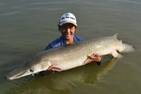 Alligator Gar
