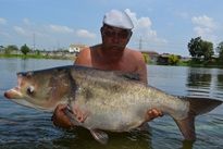 Chinese Bighead Carp