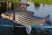 Juliens Golden Price Carp