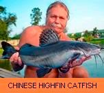 Thai Fish Species - Chinese Highfin Catfish