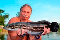 Thai Fish Species - Indian Snakehead