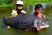 Thai Fish Species - Siamese Carp