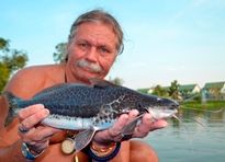 Thai Fish Species - Vulture Catfish