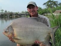 Thai Fish Species - Pacu