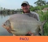 Photo Gallery - Pacu
