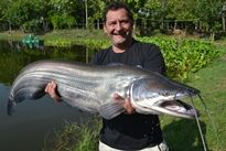 Thai Fish Species - Wallago Attu