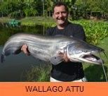 Thai Fish Species - Wallago Attu