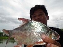 Thai Fish Species - Smith's Barb