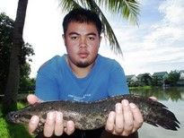 Thai Fish Species - Splendid Snakehead