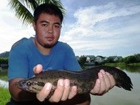 Thai Fish Species - Splendid Snakehead