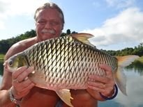 Thai Fish Species - Java Barb