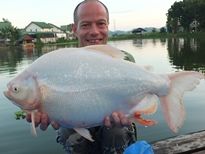 Thai Fish Species - Albino Pacu