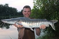 Thai Fish Species - Barred Sorubim
