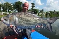 Thai Fish Species - Catla Carp