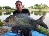 Thai Fish Species - Catla Carp