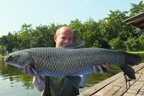 Thai Fish Species - Chinese Black Carp