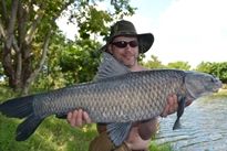 Thai Fish Species - Chinese Black Carp