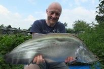 Thai Fish Species - Giant Featherback