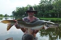 Thai Fish Species - Salween Catfish