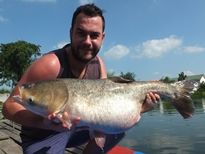 Thai Fish Species - Silver Carp