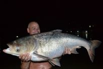 Thai Fish Species - Silver Carp