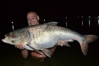 Chinese Silver Carp