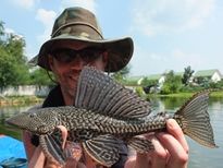 Thai Fish Species - Suckermouth Catfish