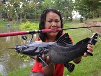 Thai Fish species - Crystal Eyed Catfish