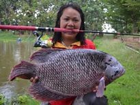 Thai Fish Species - Giant Gourami