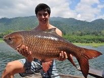 Rohu (Indian Carp)