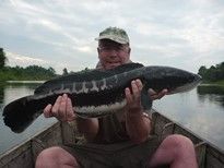 Giant Snakehead