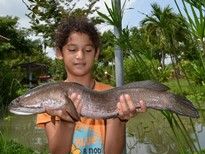 Thai Fish Species - Striped Snakehead