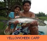 Photo Gallery - Yellowcheek Carp
